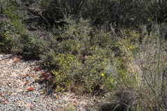 Indigofera burchellii