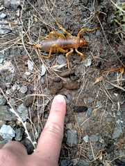 Deinacrida pluvialis