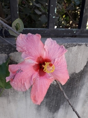 Hibiscus rosa-sinensis