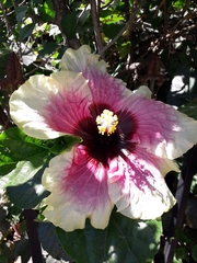 Hibiscus rosa-sinensis