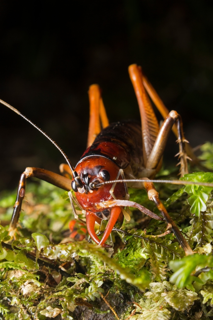 Motuweta riparia