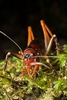 Wētā, Jerusalem Crickets, and Allies - Photo (c) Samuel Purdie, some rights reserved (CC BY-NC), uploaded by Samuel Purdie