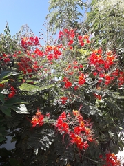 Caesalpinia pulcherrima