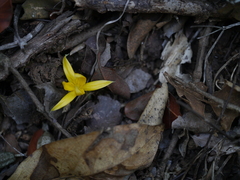 Hypoxis aurea