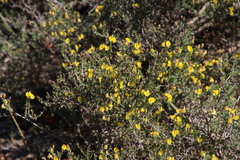 Aspalathus wittebergensis