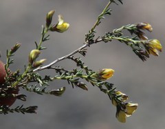 Aspalathus wittebergensis