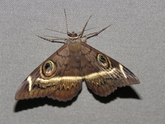 Cyligramma latona