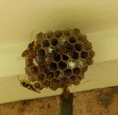 Polistes chinensis
