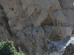 Oenanthe melanoleuca