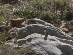 Oenanthe melanoleuca