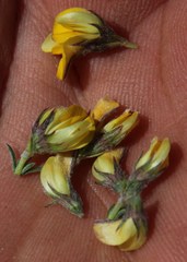 Aspalathus wittebergensis