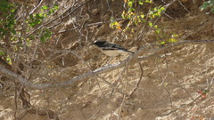 Oenanthe melanoleuca