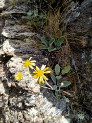 Brachyglottis haastii