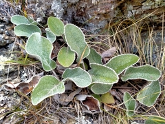 Brachyglottis haastii