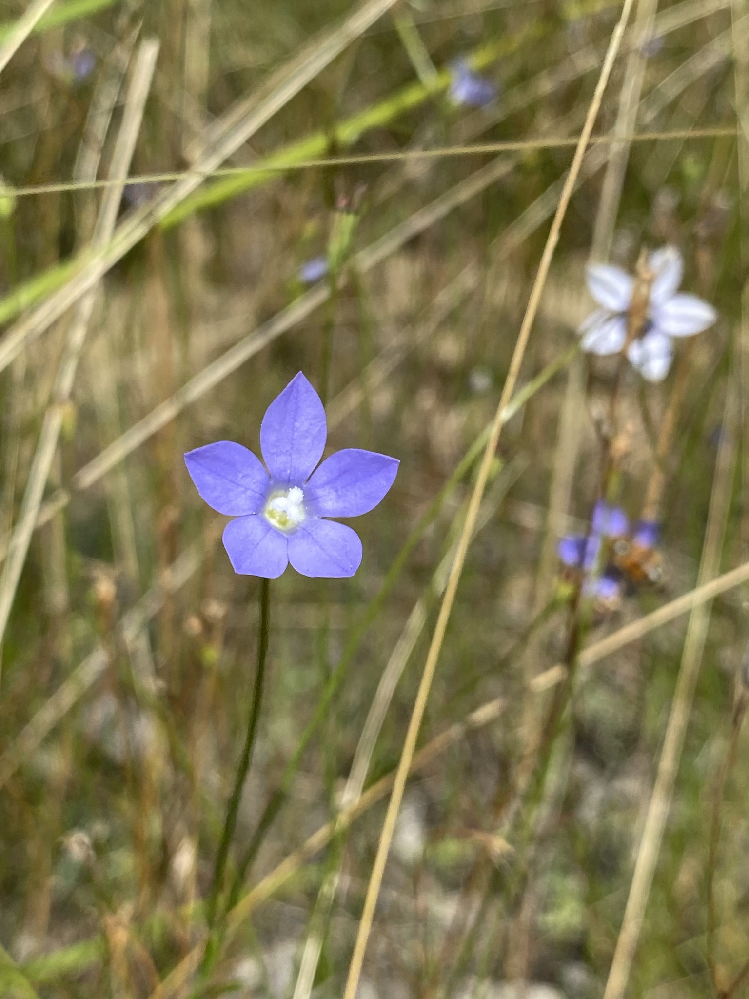 Wahlenbergia gracilis