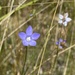 Wahlenbergia gracilis - Photo (c) Lucy Taylor,  זכויות יוצרים חלקיות (CC BY-NC), הועלה על ידי Lucy Taylor