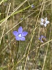 Australian Bluebell - Photo (c) Lucy T, some rights reserved (CC BY-NC), uploaded by Lucy T