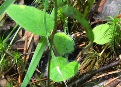 Hieracium sylvularum