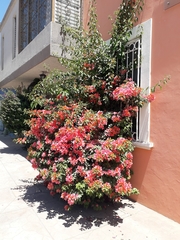 Bougainvillea