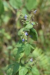 Salvia xalapensis