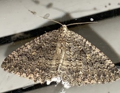 Triphosa californiata