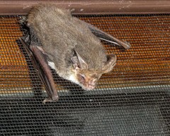 Nyctophilus geoffroyi