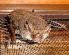 Nyctophilus geoffroyi