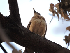 Turdus grayi