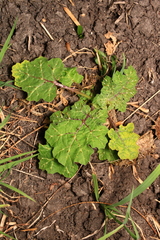 Solanum campechiense