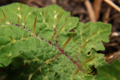 Solanum campechiense