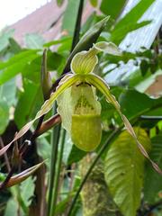 Phragmipedium pearcei