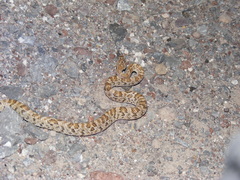 Trimorphodon lyrophanes