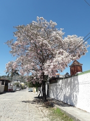 Tabebuia rosea