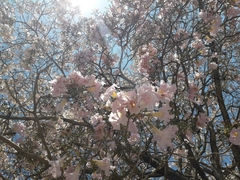 Tabebuia rosea