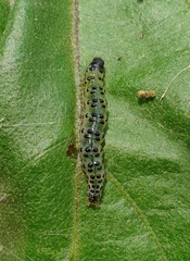 Spilomelinae