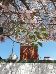 Tabebuia rosea