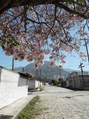 Tabebuia rosea