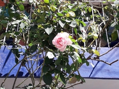 Rosa