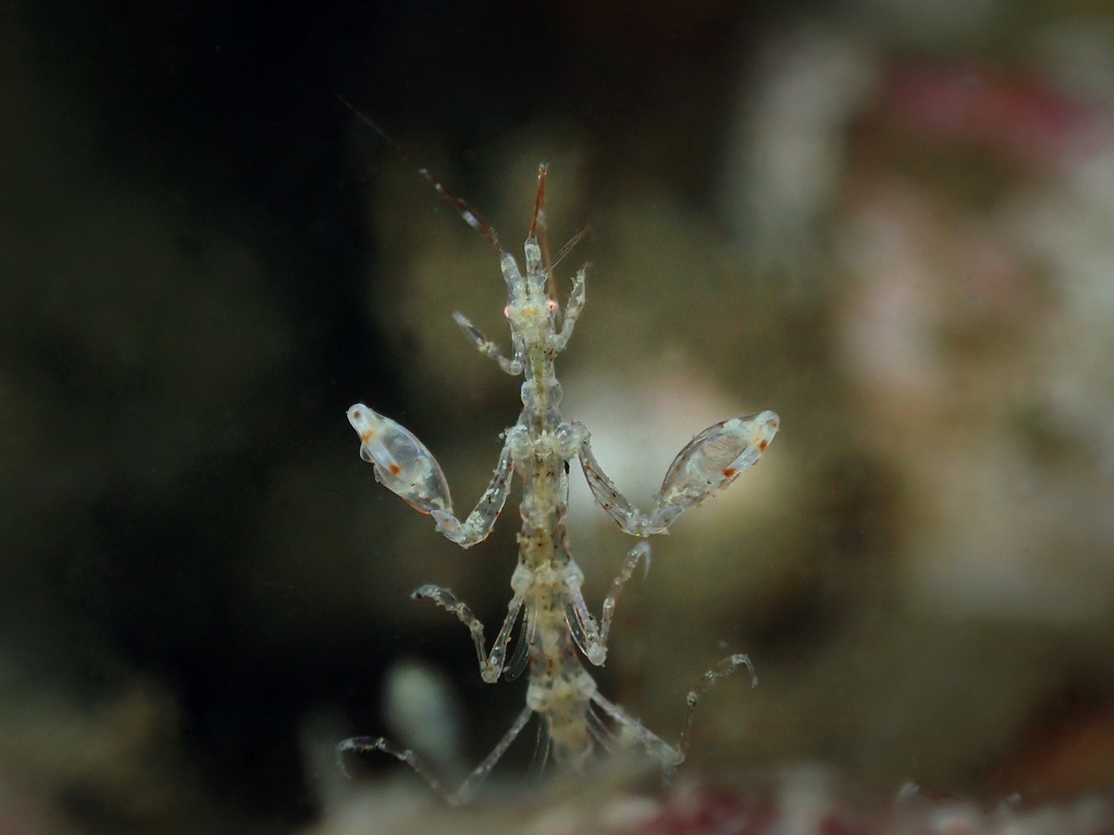 Phtisicinae