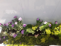 Catharanthus roseus