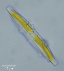 Tryblionella