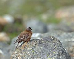 Leucosticte tephrocotis littoralis