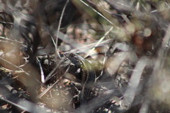 Sceloporus parvus