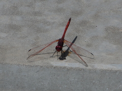 Trithemis arteriosa