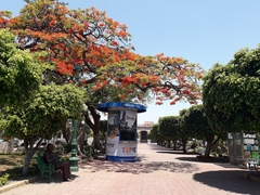 Delonix regia