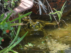 Pelophylax bedriagae