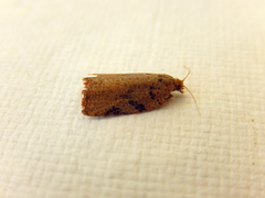 Meritastis ursina