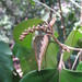 Croton guatemalensis - Photo (c) Forest and Kim Starr, alguns direitos reservados (CC BY)