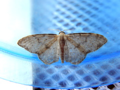 Idaea halmaea