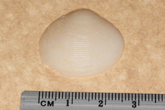 Veneroidea